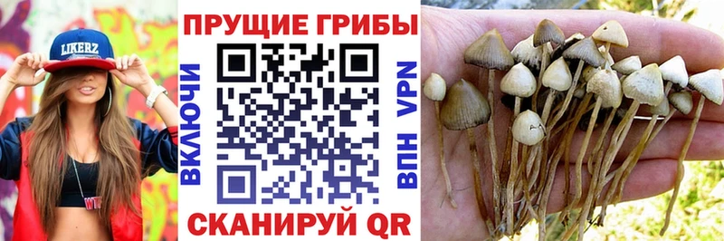 Псилоцибиновые грибы Psilocybine cubensis  Кизилюрт 